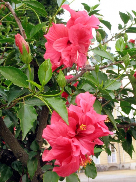 Image of Hibiscus rosa-sinensis specimen.