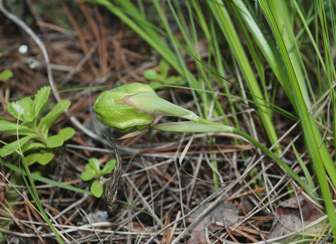 Image of Iris ruthenica specimen.