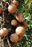 Couroupita guianensis