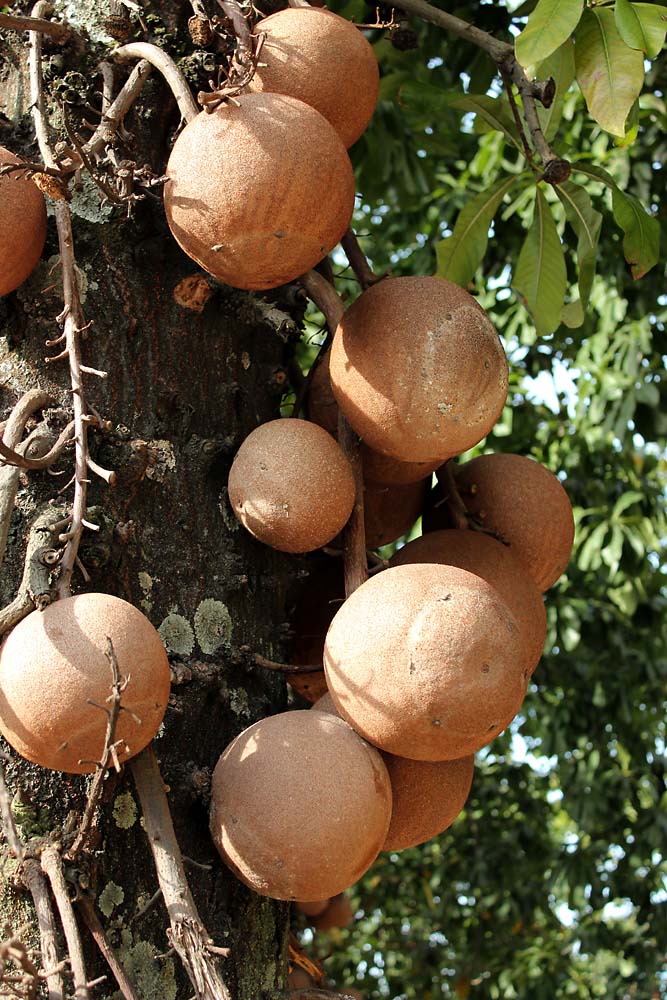 Изображение особи Couroupita guianensis.