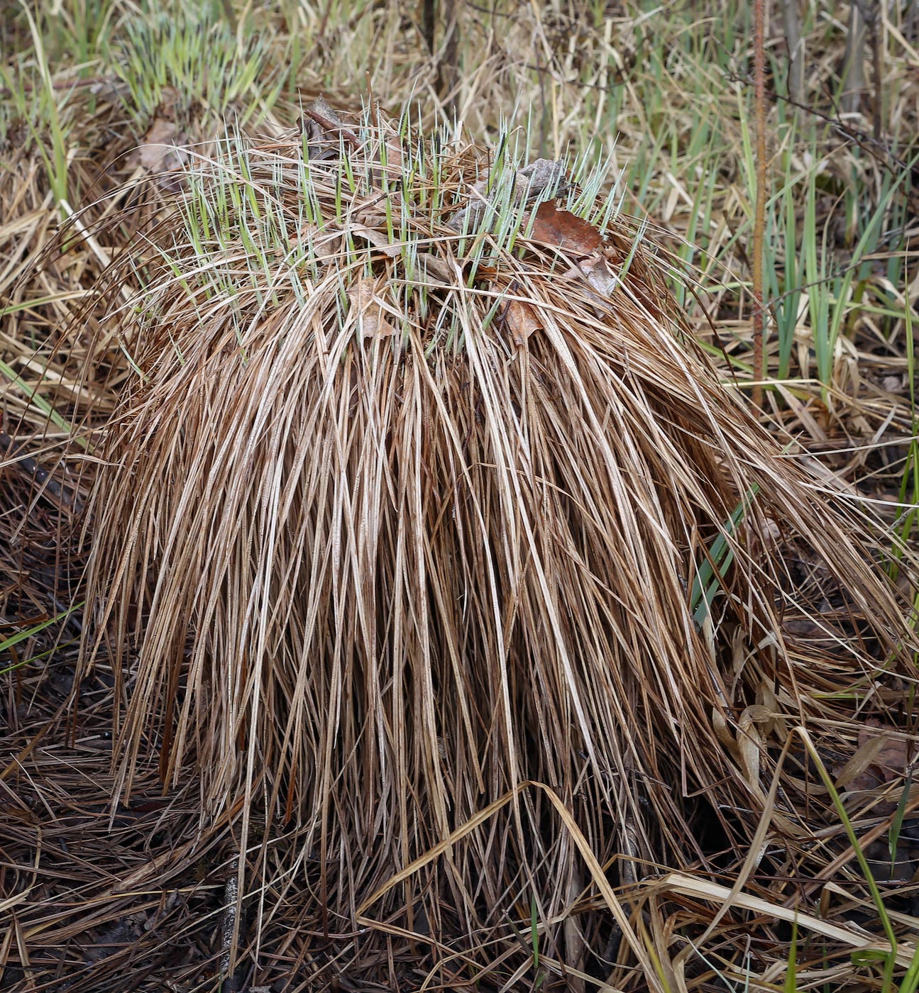 Изображение особи Carex cespitosa.