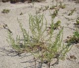 Salsola pontica