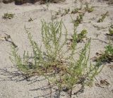 Salsola pontica. Вегетирующее растение. Краснодарский край, Ейский р-н, ракушечный пляж на берегу Ясенского залива. 24.08.2010.