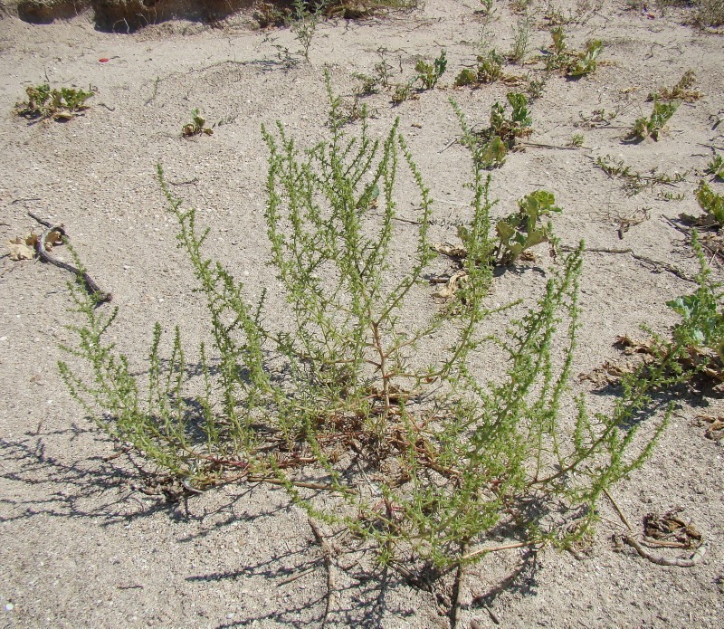 Изображение особи Salsola pontica.