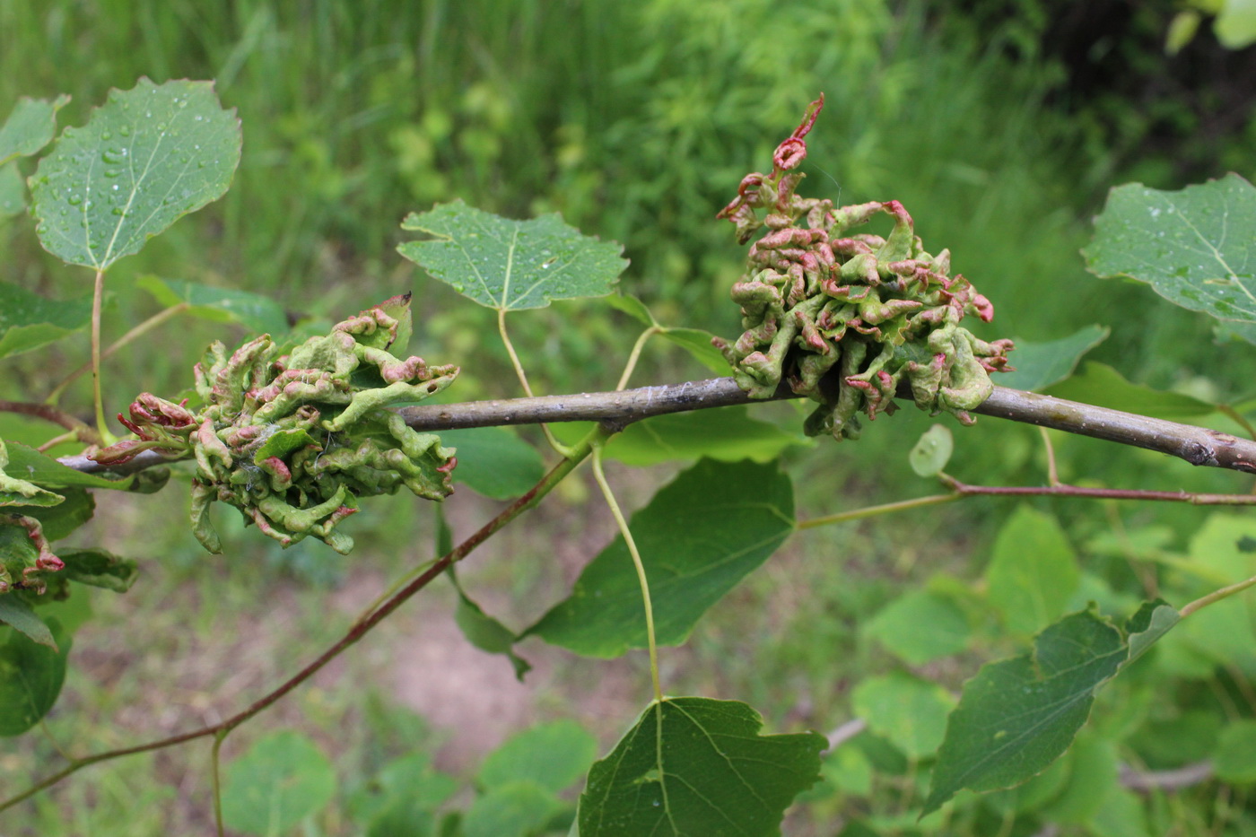 Image of Populus tremula specimen.