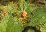 Rubus chamaemorus. Незрелый плод. Московская обл., Сергиево-Посадский р-н, ур. Попово болото, верховое болото. Середина июня 2019 г.