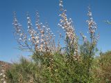 Spiraeanthus schrenkianus. Ветви с соцветиями. Казахстан, Юго-Восточный Каратау, перевал Куюк, ≈ 950 м н.у.м., сухая степь на глинистых мелкозёмах. 20 июня 2020 г.