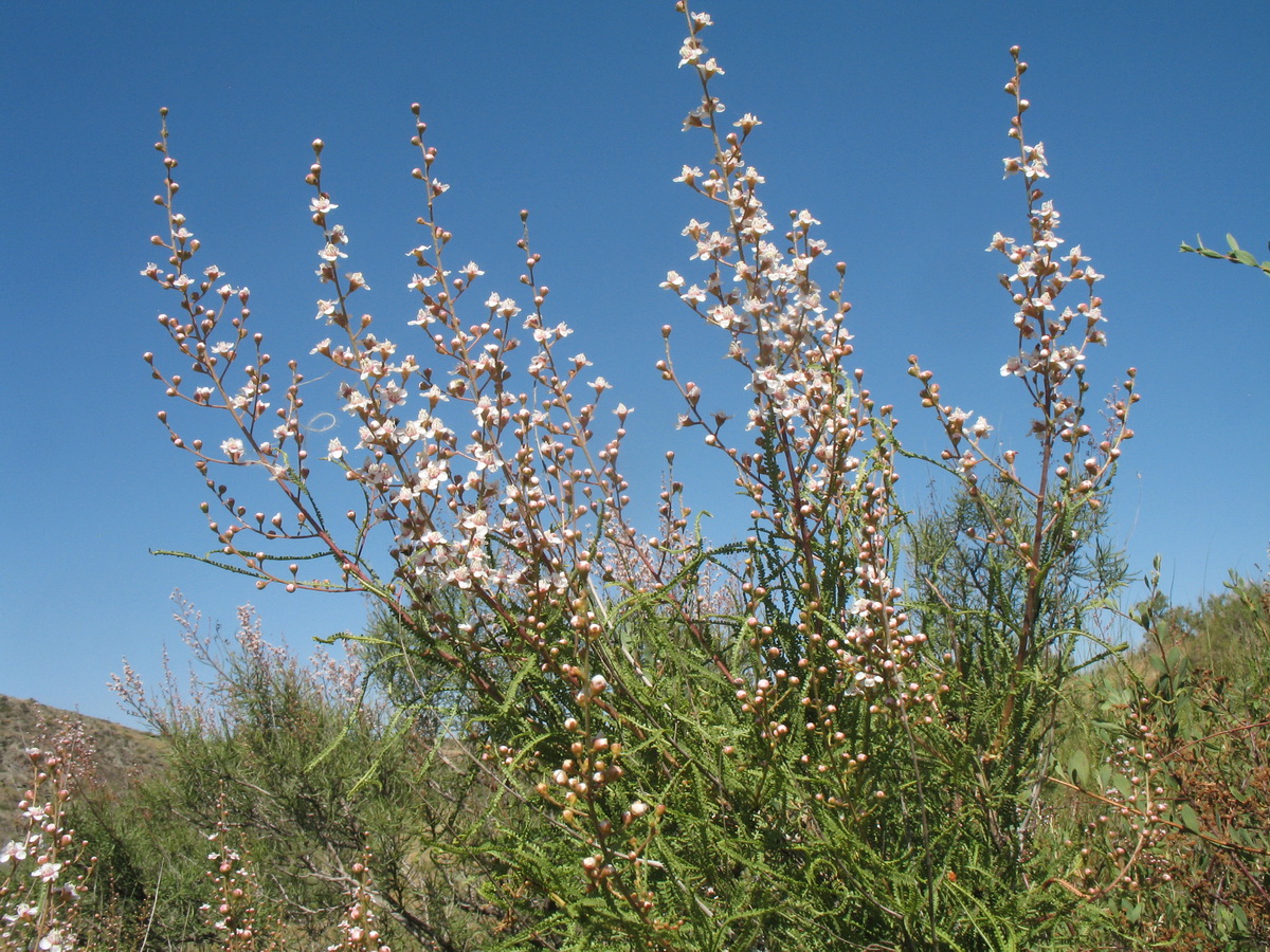 Image of Spiraeanthus schrenkianus specimen.