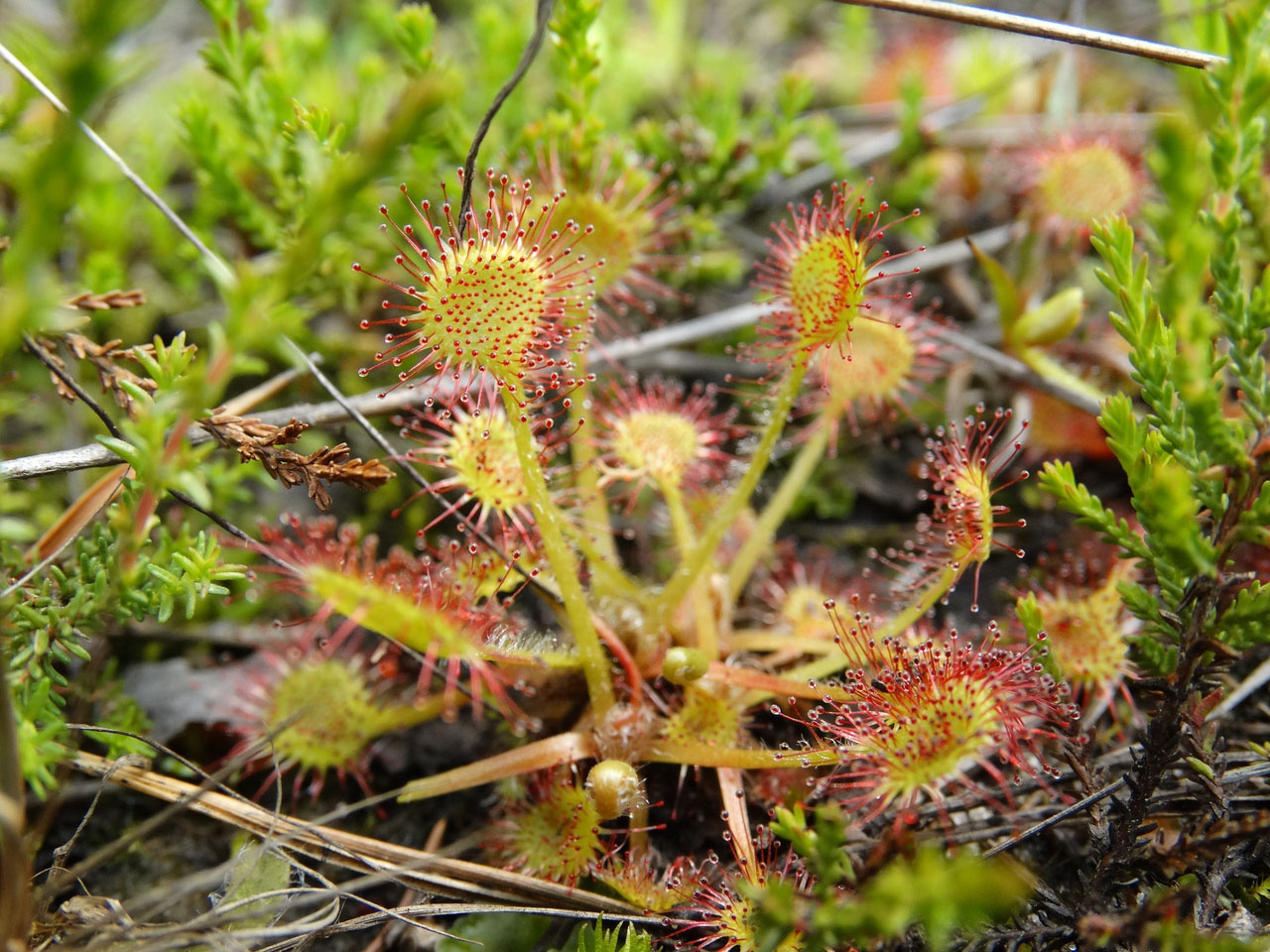 Image of Drosera rotundifolia specimen.