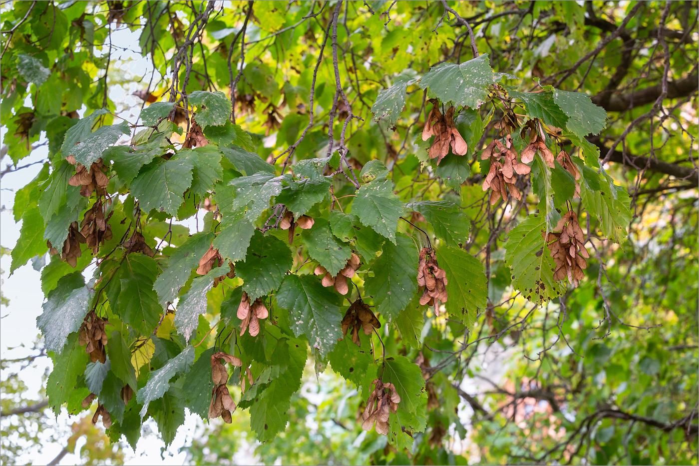 Image of Acer tataricum specimen.