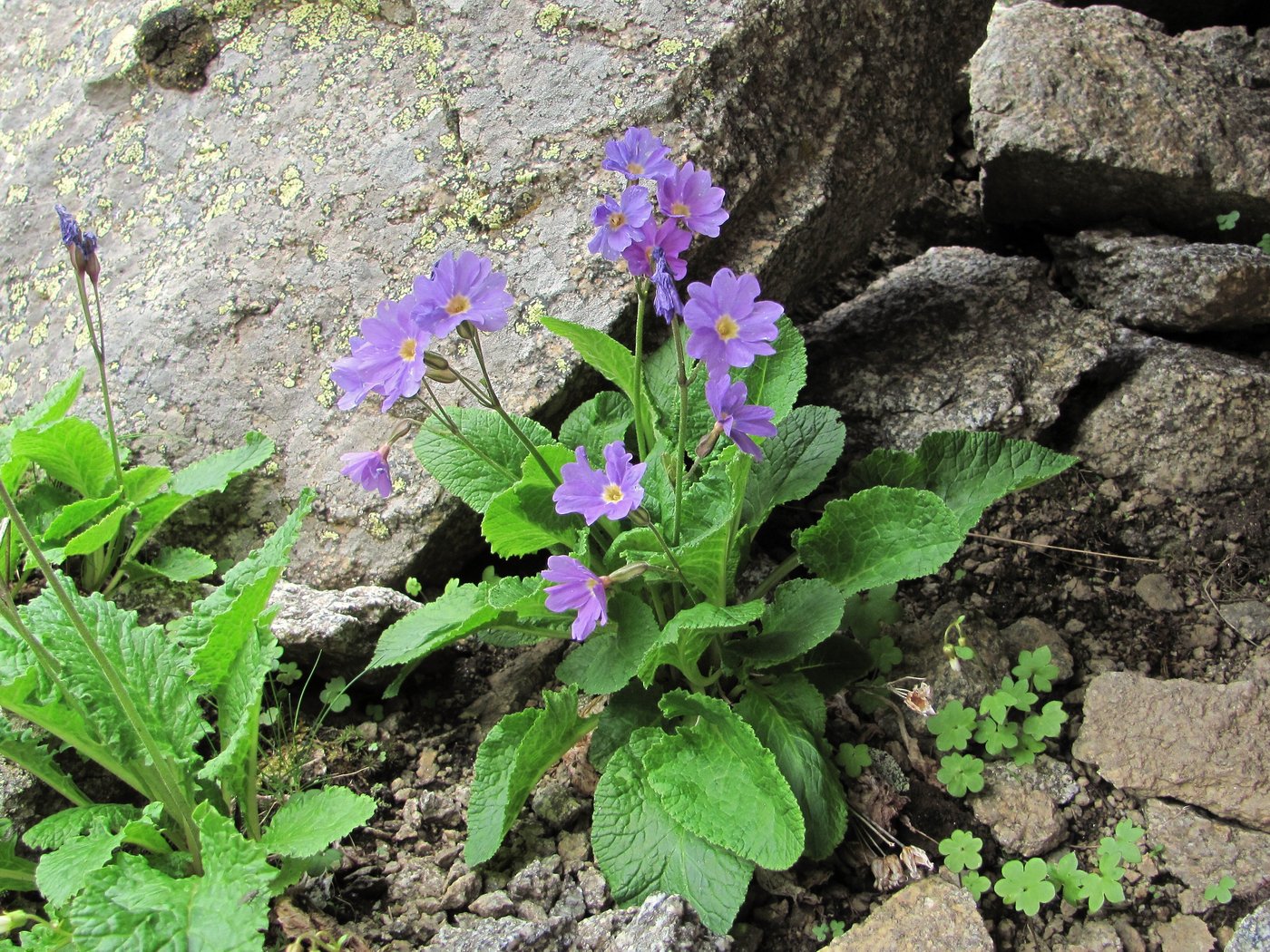 Image of Primula meyeri specimen.