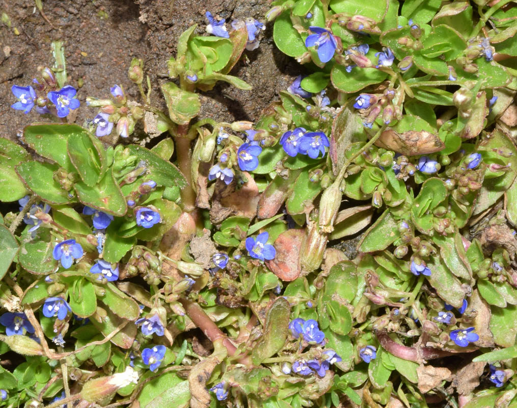 Image of Veronica beccabunga ssp. muscosa specimen.