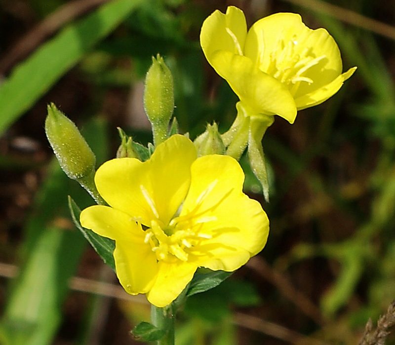 Изображение особи Oenothera parviflora.