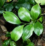 Ruscus colchicus. Плодоносящее растение. Краснодарский край, городской округ Сочи, мкр-н Хоста, восточный склон горы Ахун, реликтовая тисо-самшитовая роща. Июль 2020 г.