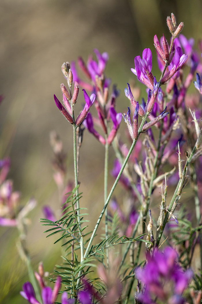 Image of Astragalus varius specimen.