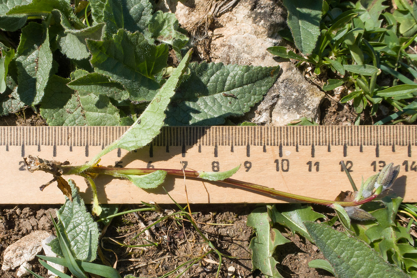 Image of Campanula albovii specimen.