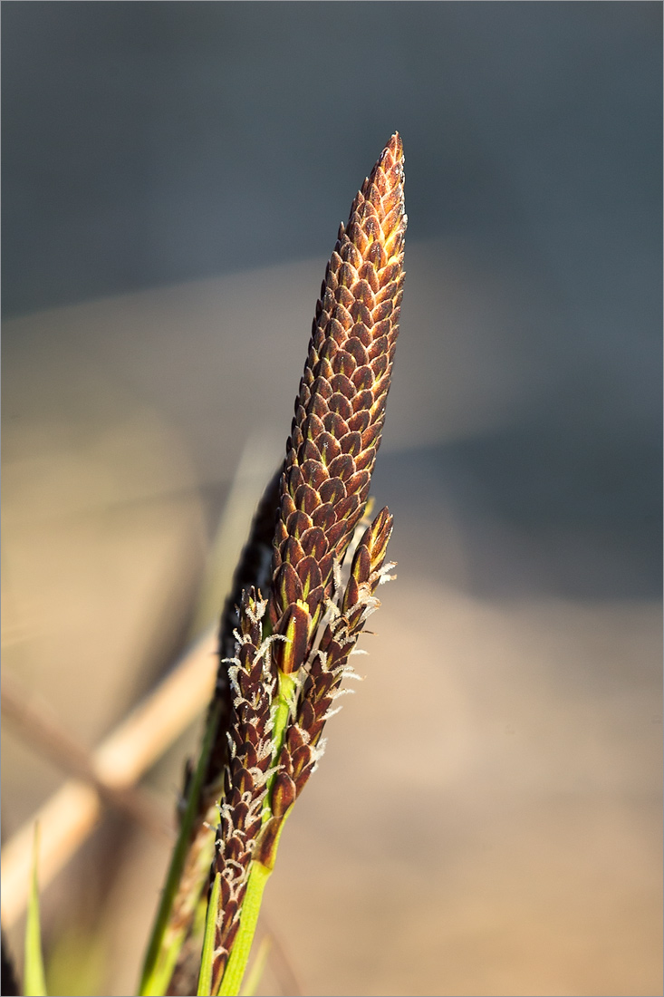 Изображение особи Carex cespitosa.