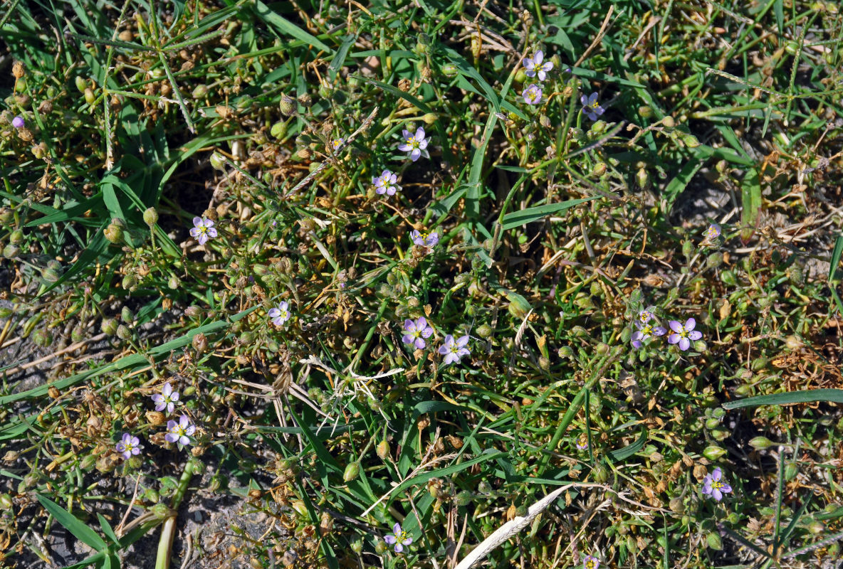 Image of Spergularia media specimen.