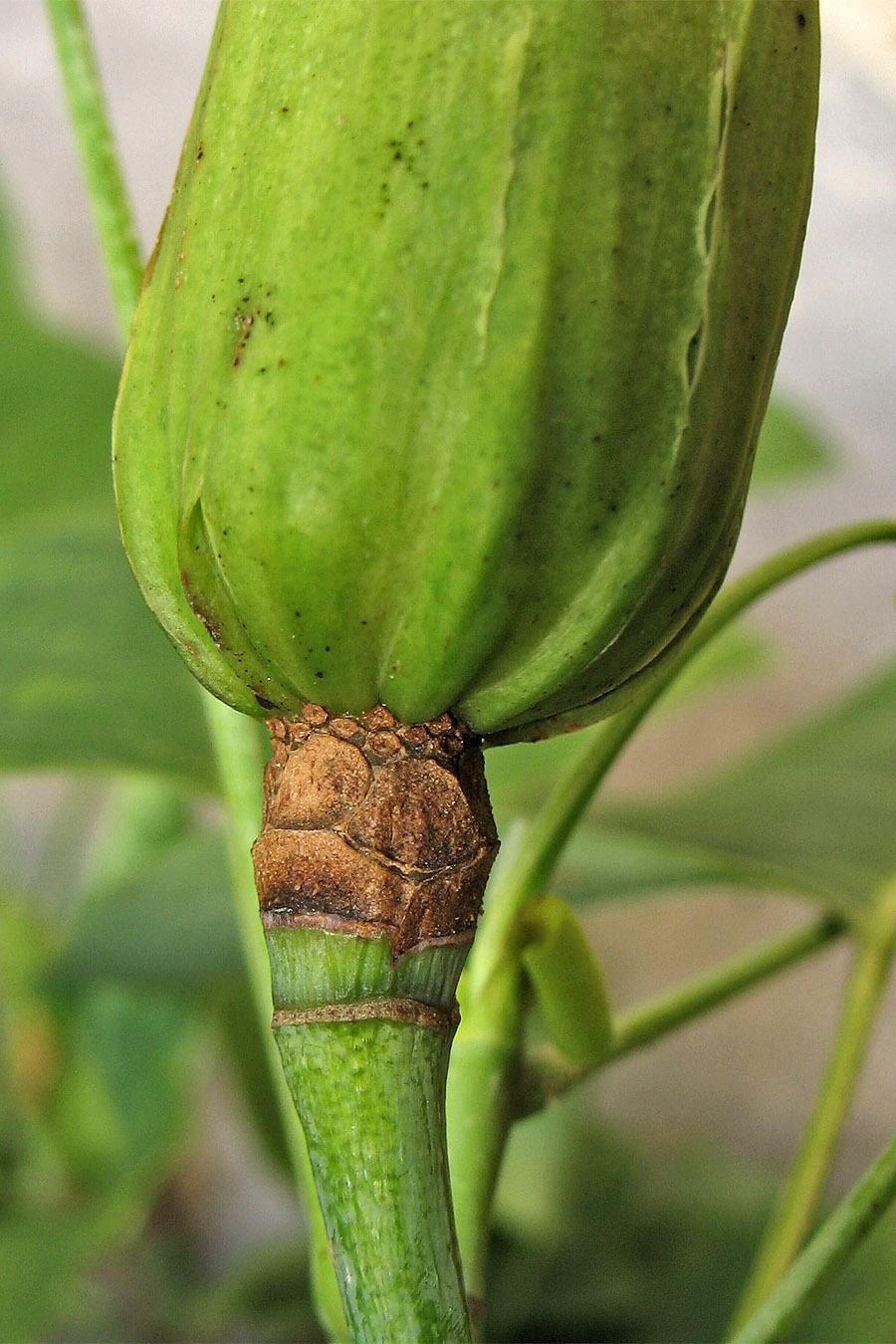 Изображение особи Liriodendron tulipifera.