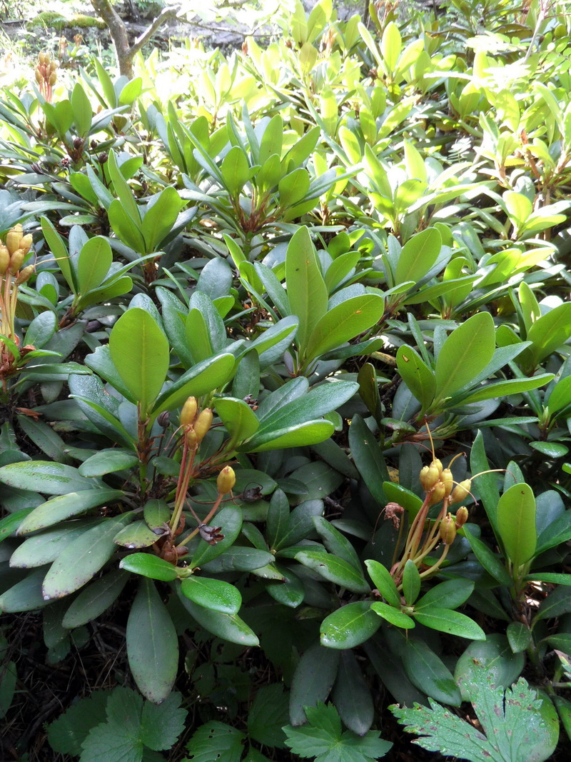 Image of genus Rhododendron specimen.