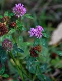 Trifolium pratense. Верхушки побегов с цветущими и отцветшими соцветиями. Тульская обл., Узловский р-н, Романцевские горы, окраина залежи. 03.10.2020.