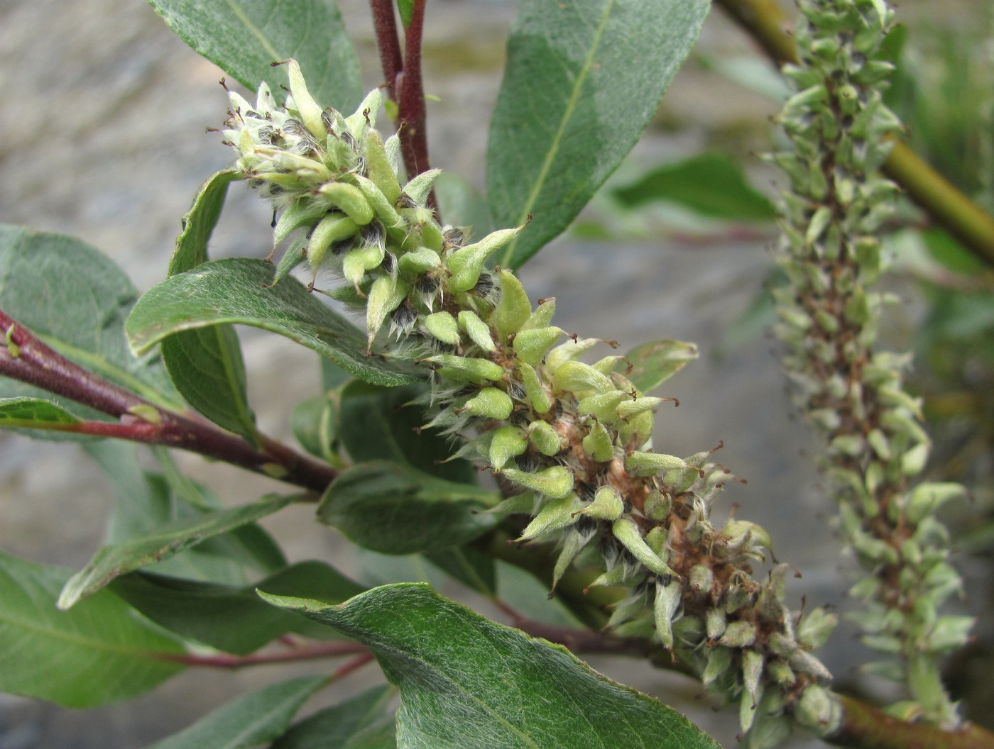 Image of Salix pantosericea specimen.