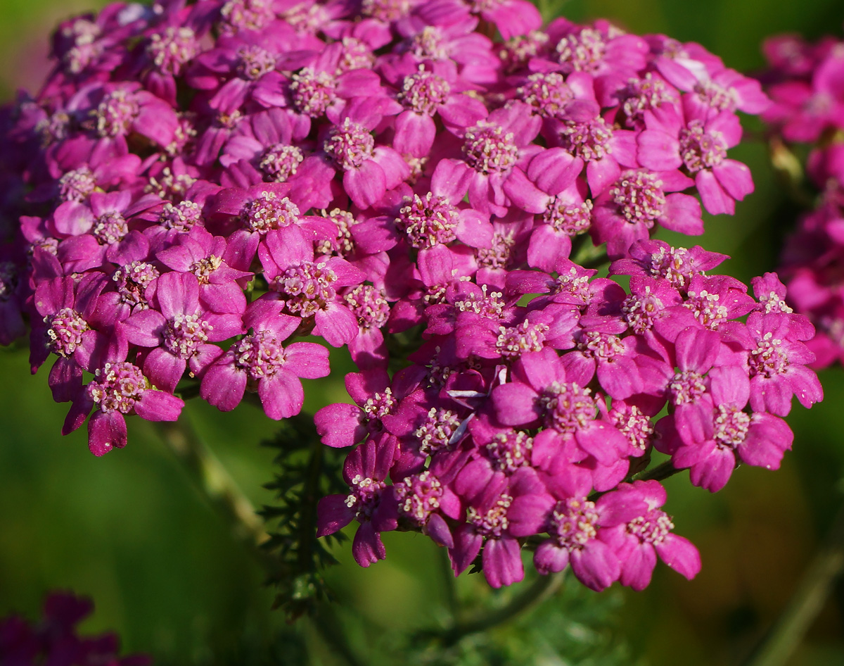 Image of Achillea millefolium specimen.