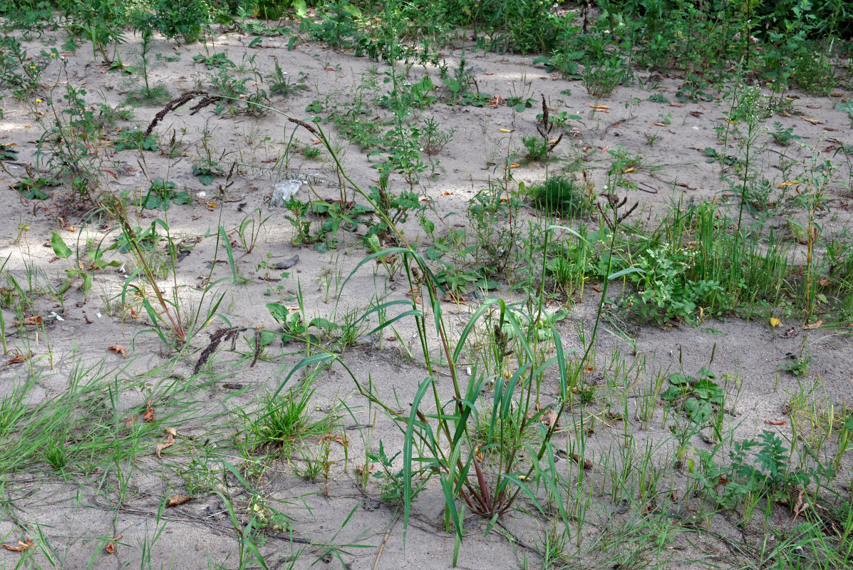 Изображение особи Echinochloa crus-galli.