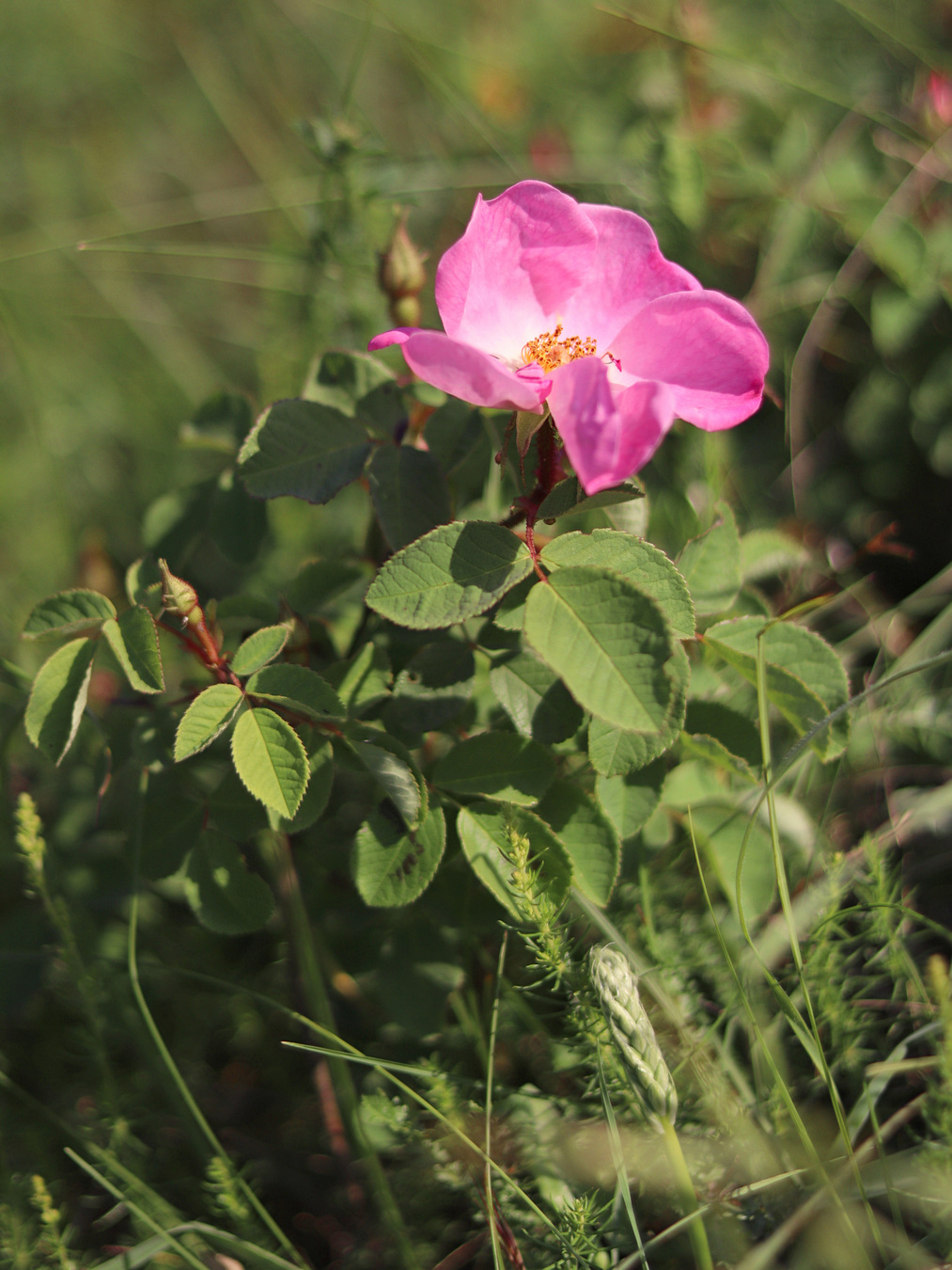 Image of Rosa gallica specimen.