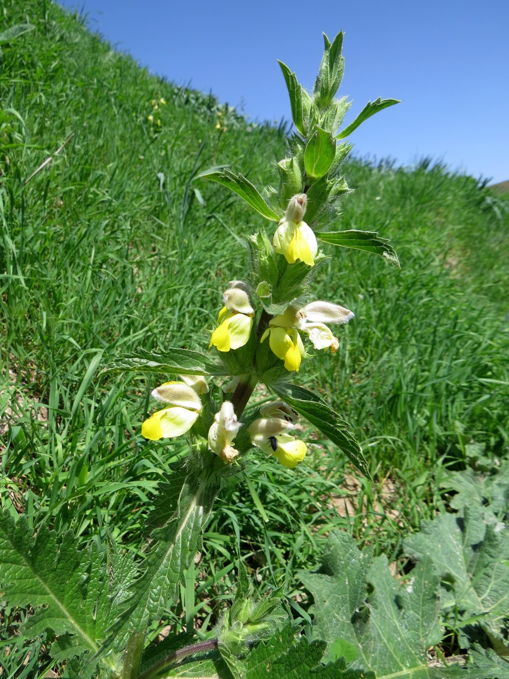Image of Phlomoides labiosa specimen.