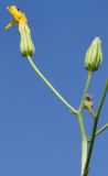 Crepis pulchra subspecies turkestanica. Боковой побег с соцветиями. Узбекистан, г. Ташкент, пос. Улугбек, санитарно-защитная зона. 26.05.2019.