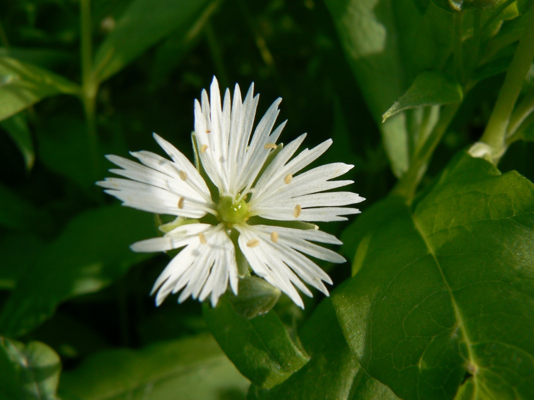 Изображение особи Fimbripetalum radians.