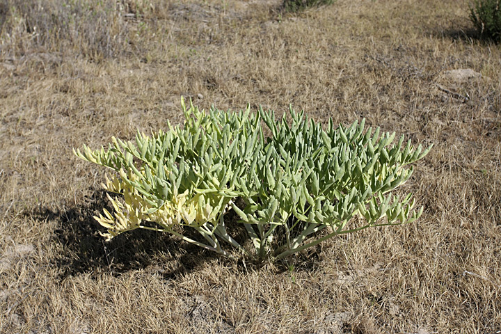 Изображение особи Ferula foetida.