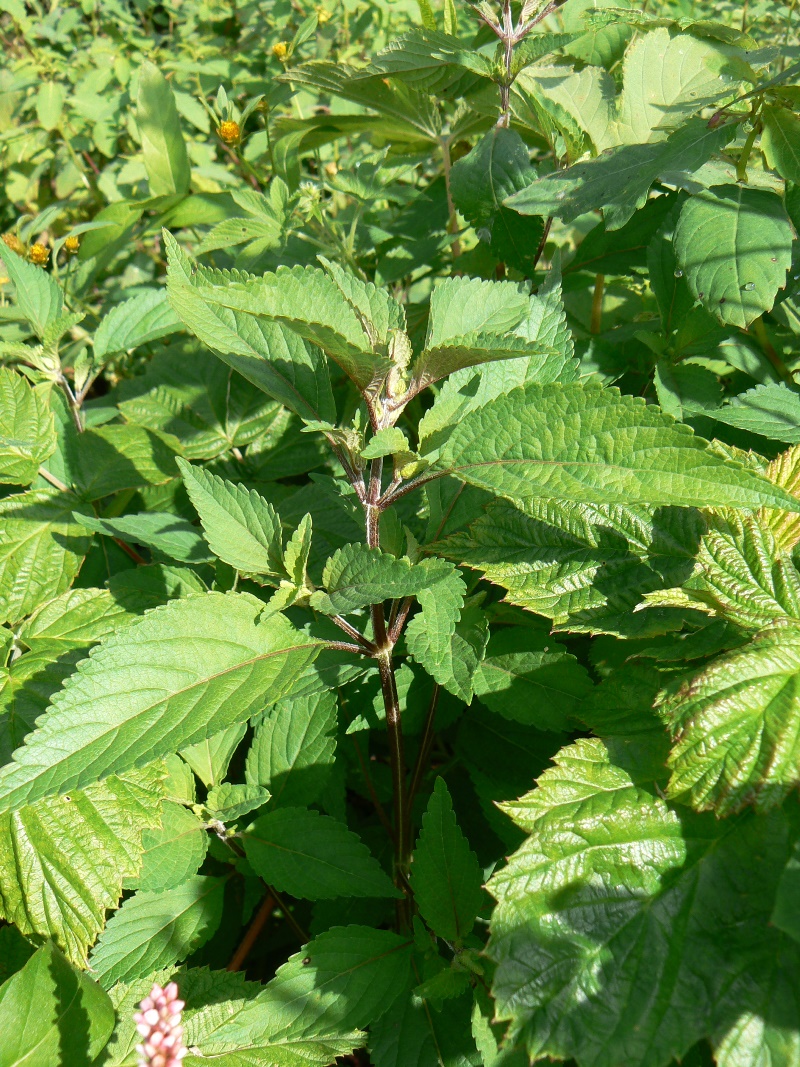 Image of Elsholtzia ciliata specimen.