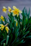 genus Narcissus