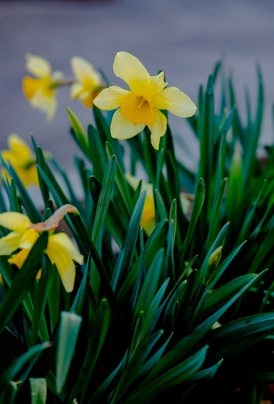 Изображение особи род Narcissus.