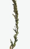 род Artemisia