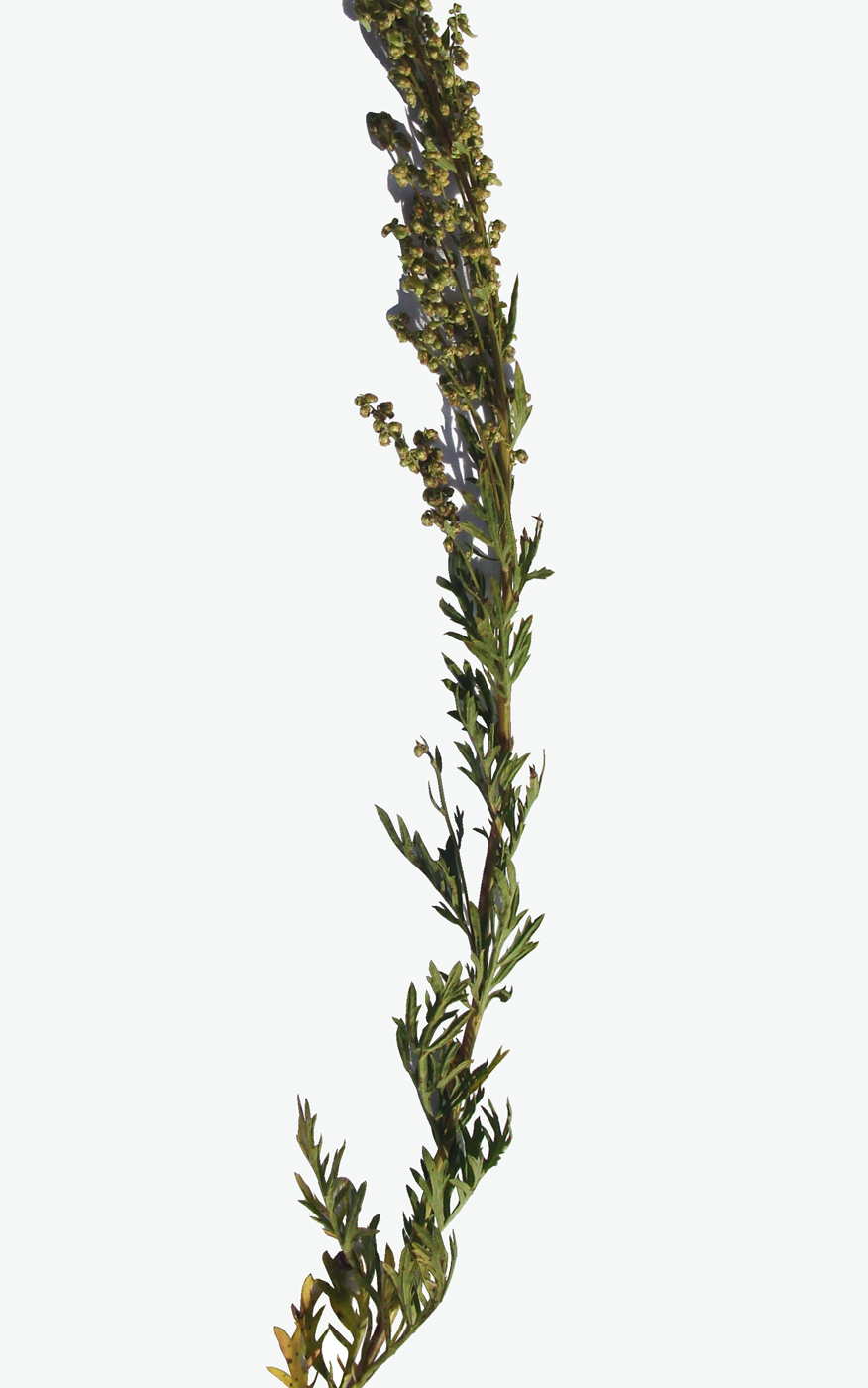 Image of genus Artemisia specimen.