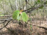 Corylus mandshurica. Молодые листья. Хабаровский край, 17 км Владивостокского шоссе, склон сопочки, широколиственный лес. 06.05.2019.