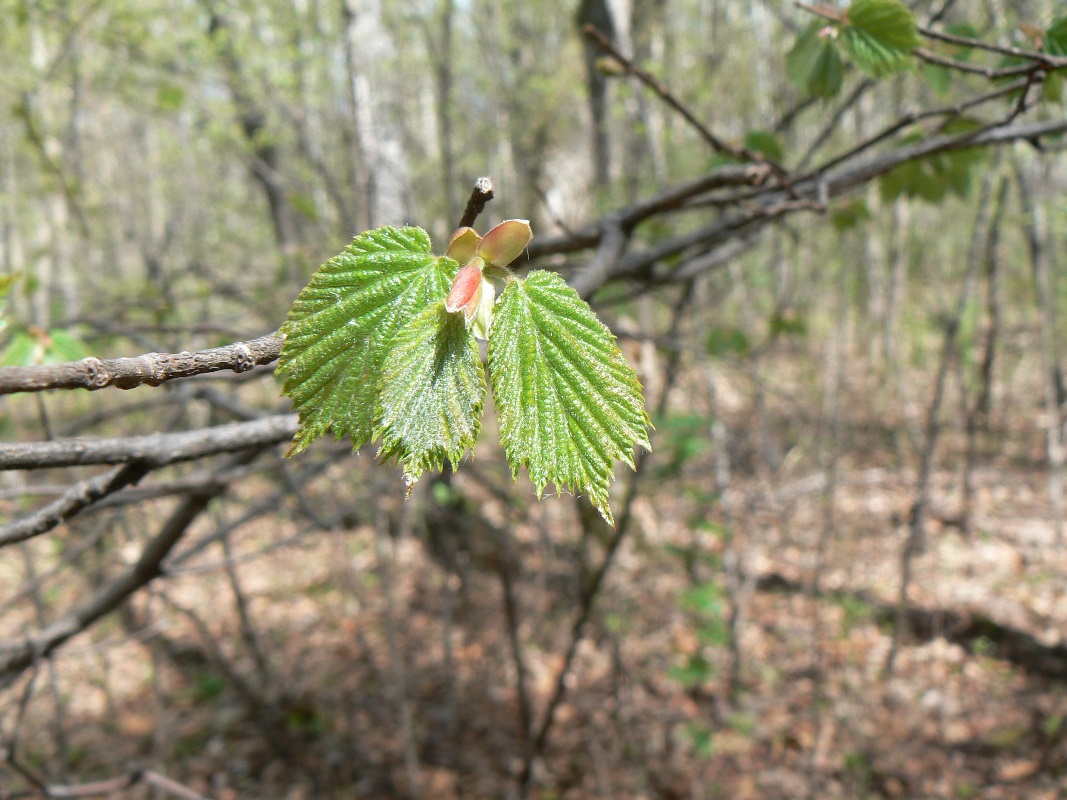 Image of Corylus mandshurica specimen.