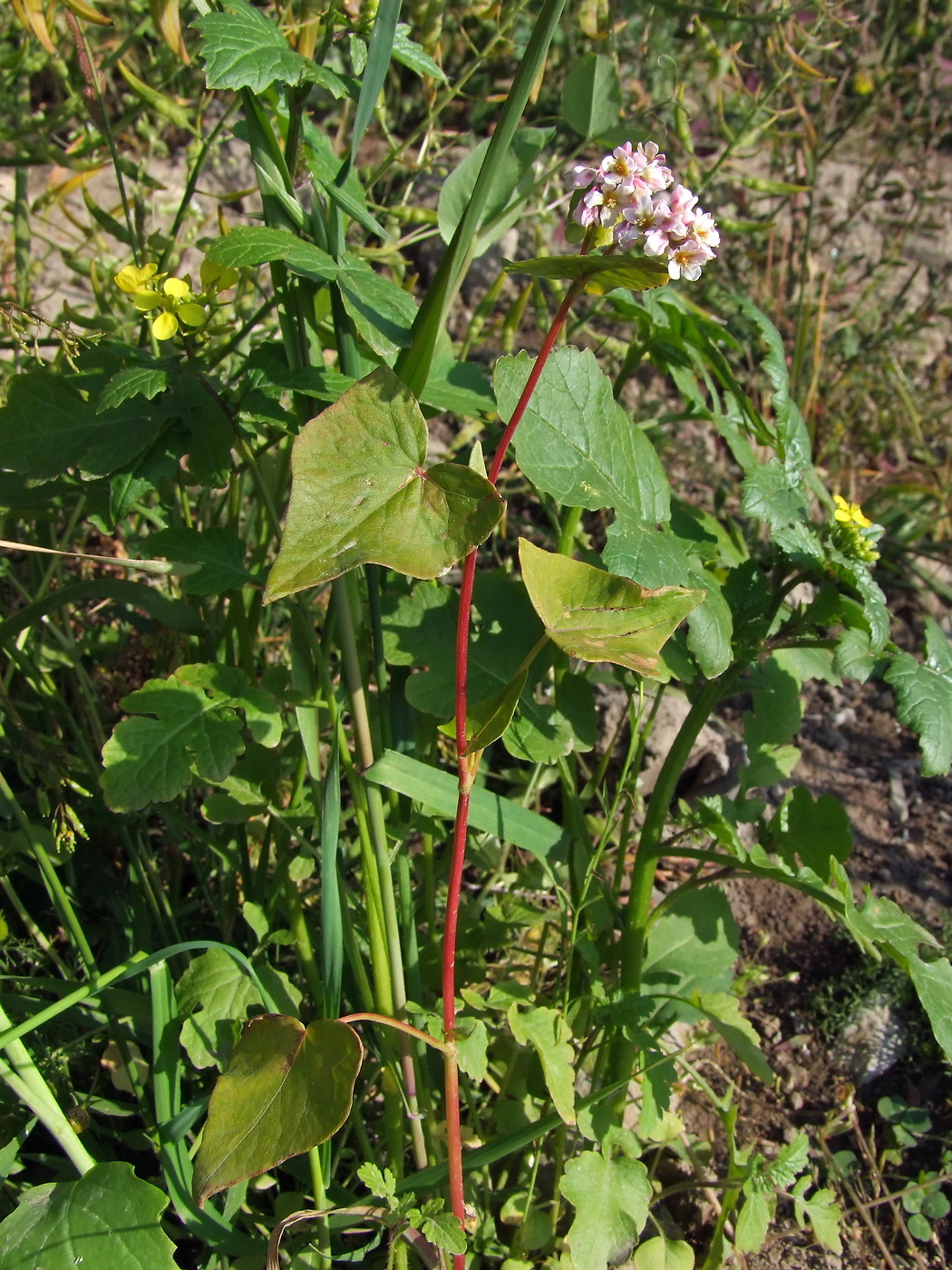 Изображение особи Fagopyrum esculentum.