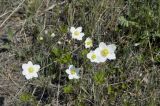 Anemone sylvestris