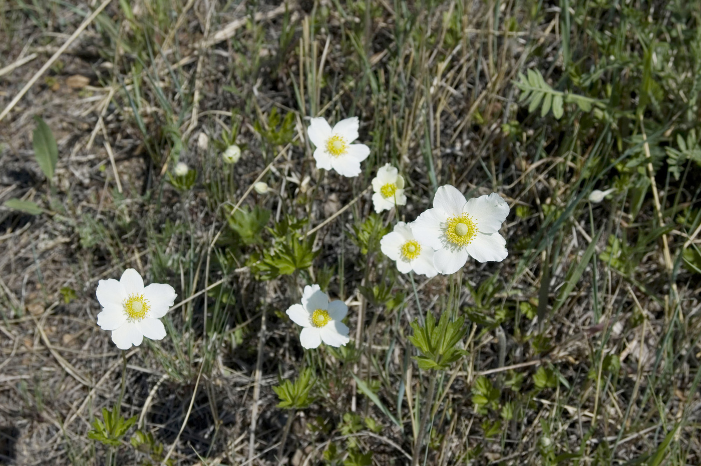 Изображение особи Anemone sylvestris.