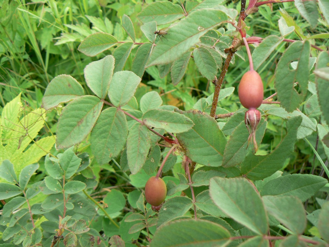 Изображение особи Rosa acicularis.