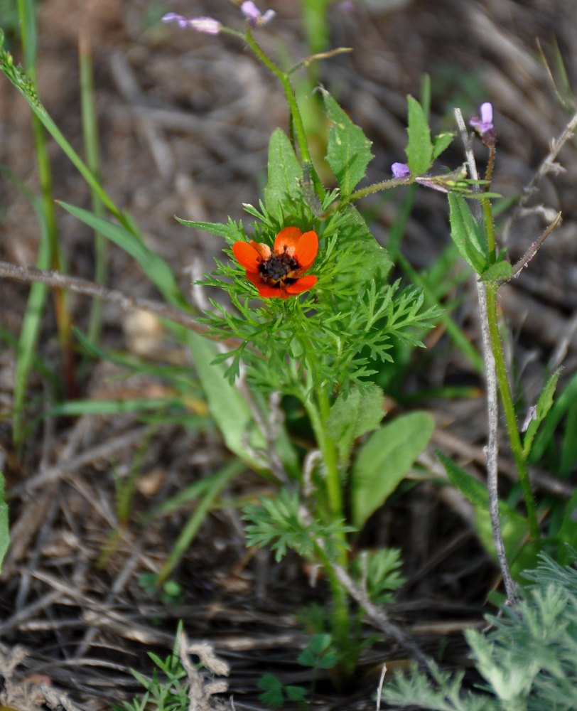 Изображение особи Adonis flammea.