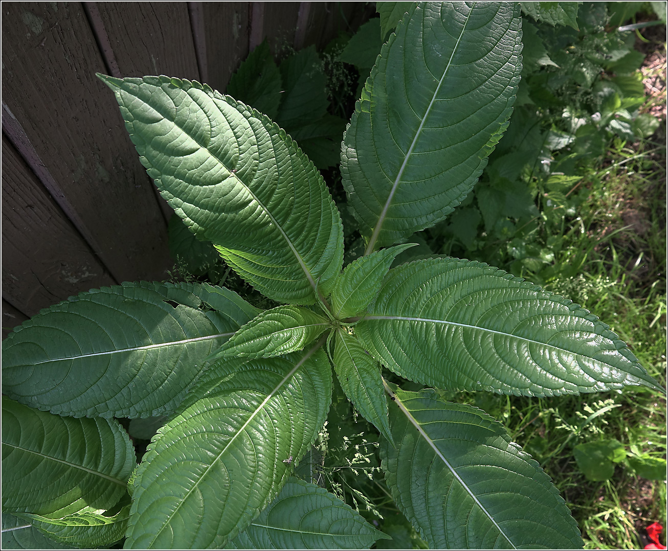 Image of Impatiens glandulifera specimen.