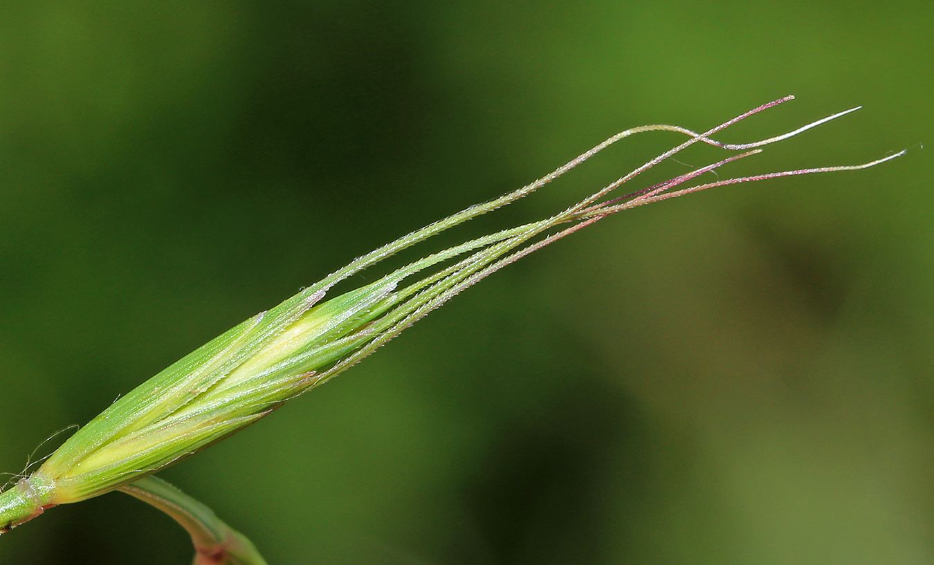 Изображение особи Elymus amurensis.