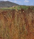 род Phalaris