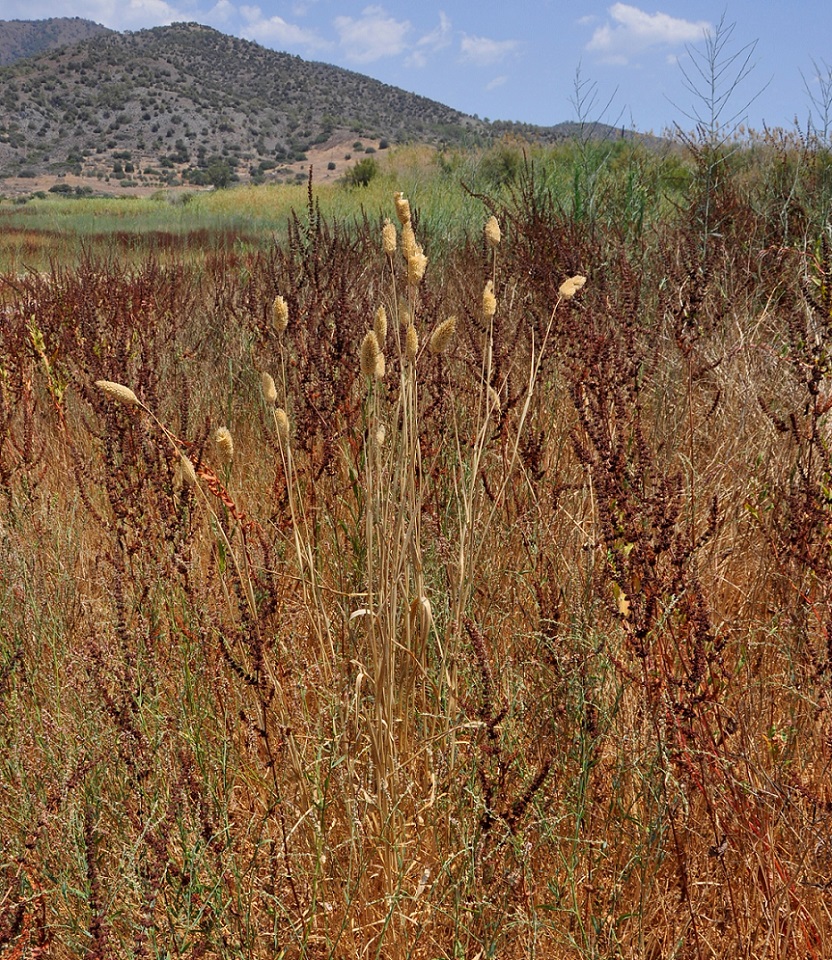 Image of genus Phalaris specimen.