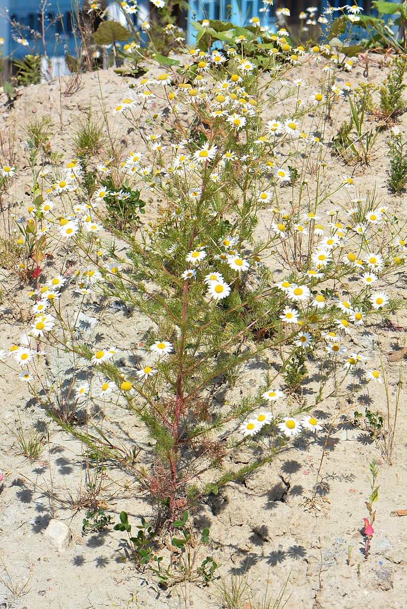 Image of Tripleurospermum inodorum specimen.